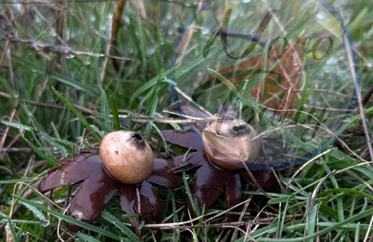 Краснокнижный «ведьмин» гриб нашла пастушка в Волгоградской области