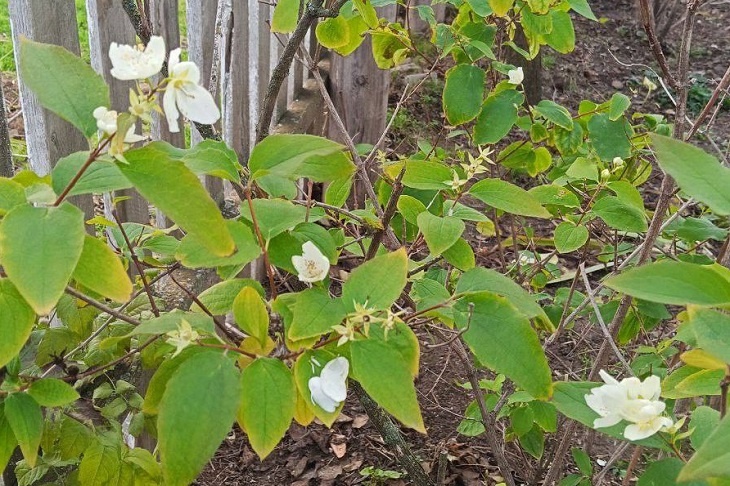 Садовый жасмин перепутал ноябрь с июнем и зацвел под Волгоградом