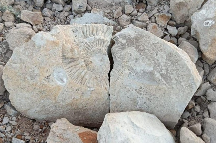 На берегу Торгуна в Волгоградской области школьники нашли аммонит возрастом в миллионы лет