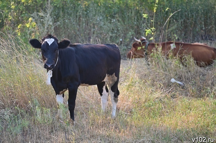 В Волжском бизнесмен-животновод кинул инвесторов на 20 млн