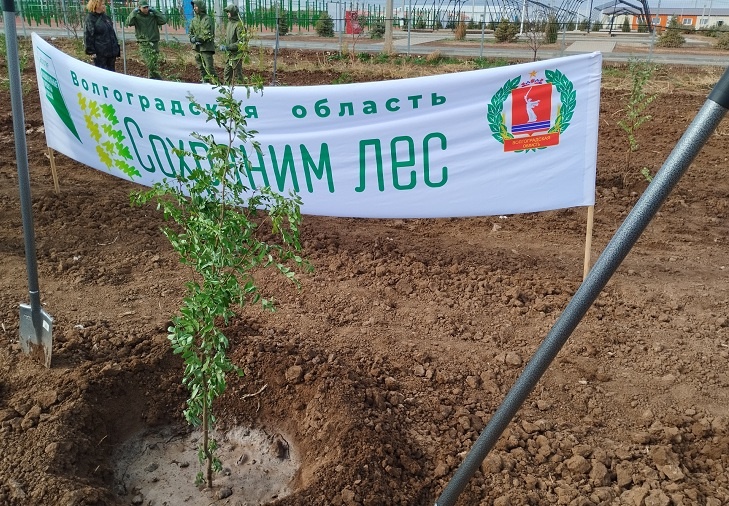 В Волгоградской области высадили почти 1 миллион деревьев