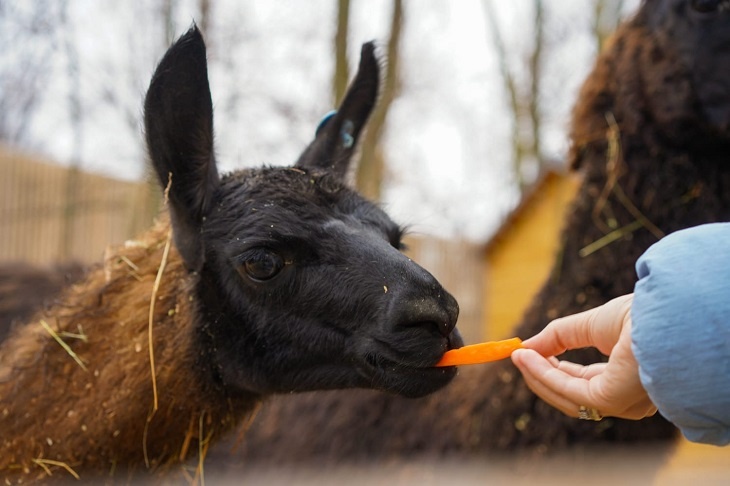 Полтонны «десерта» завезли в ЦПКиО Волгограда для новых обитателей