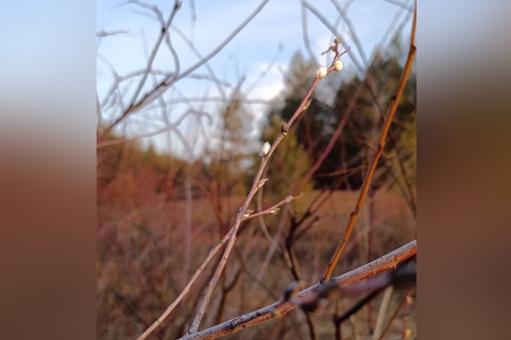 Зимы не будет? Под Волгоградом накануне декабря зацвела верба