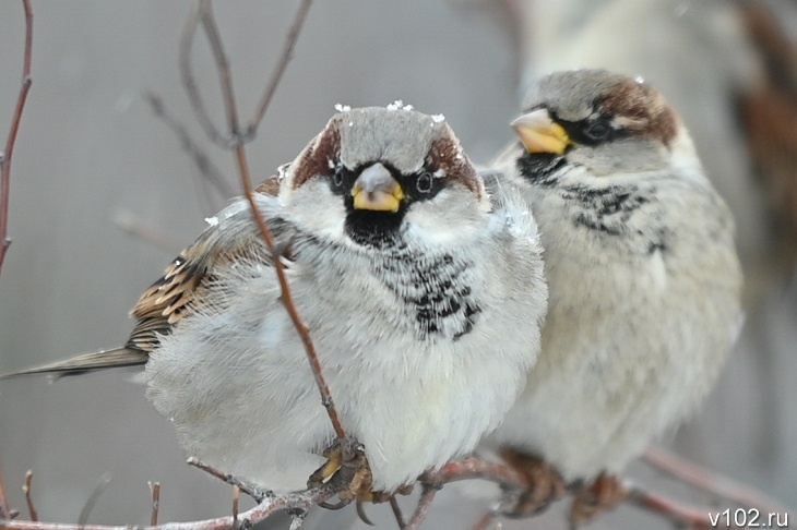 Первые заморозки ожидают синоптики под Волгоградом в ночь на 25 ноября
