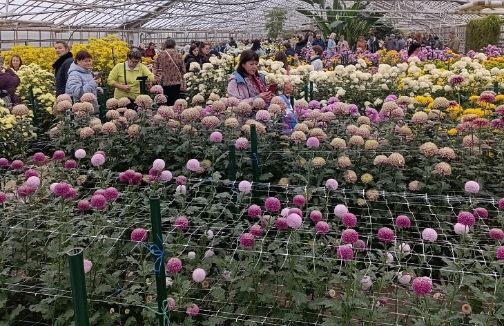 Новый рекорд установлен на волгоградском «Балу хризантем»