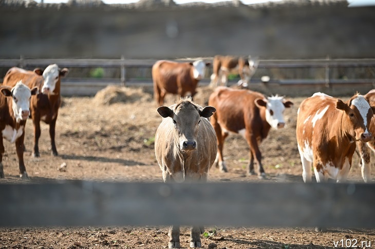 Село Волгоградской области изолировали из-за опасной инфекции
