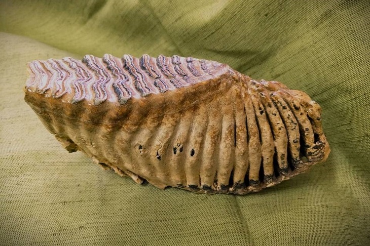 Рыбак наткнулся на южной окраине Волгограда на зуб и кости мамонта