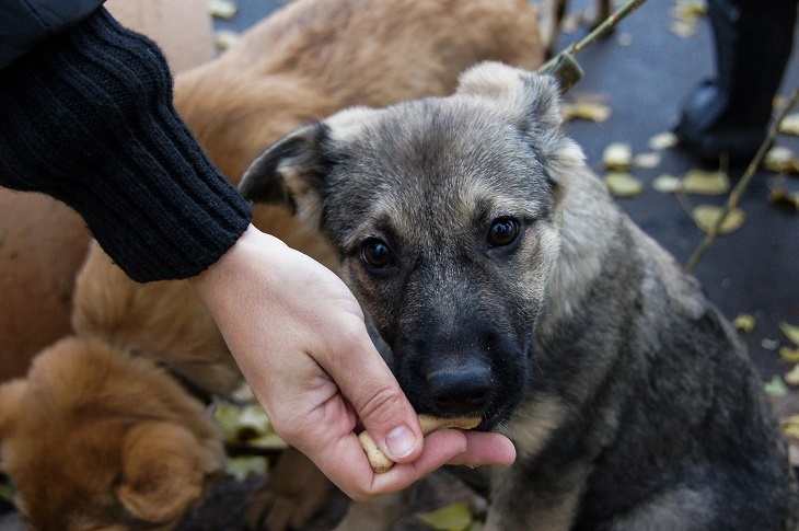 В Волгограде коммерсанты оставили без тепла сотни животных в приюте: в чем причина