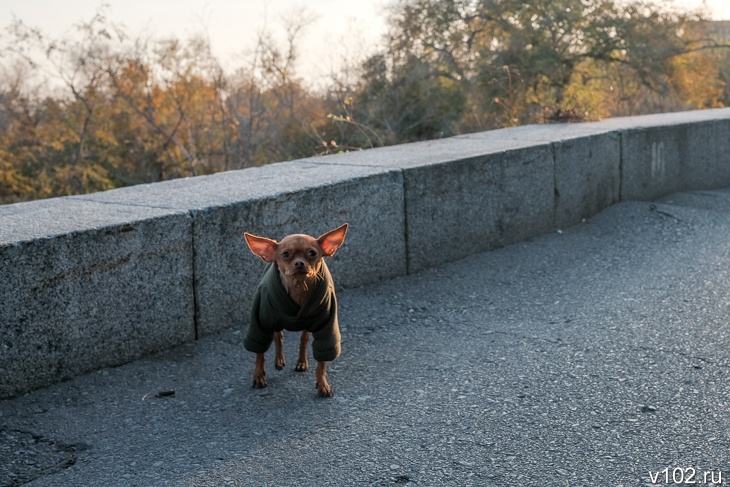 Первый снег ожидают в Волгоградской области к концу недели