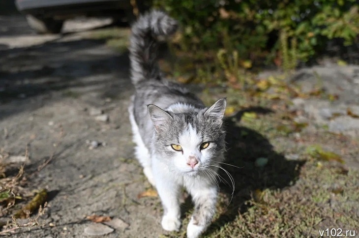 Приблудившийся кот занес во Фролово опасную инфекцию