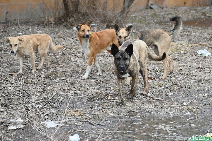 Почти 10 тысяч жителей Волгоградской области заподозрили у себя бешенство