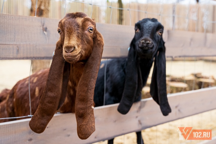 Деревню с альпаками и очень ушастыми козами открыли в ЦПКиО: фото