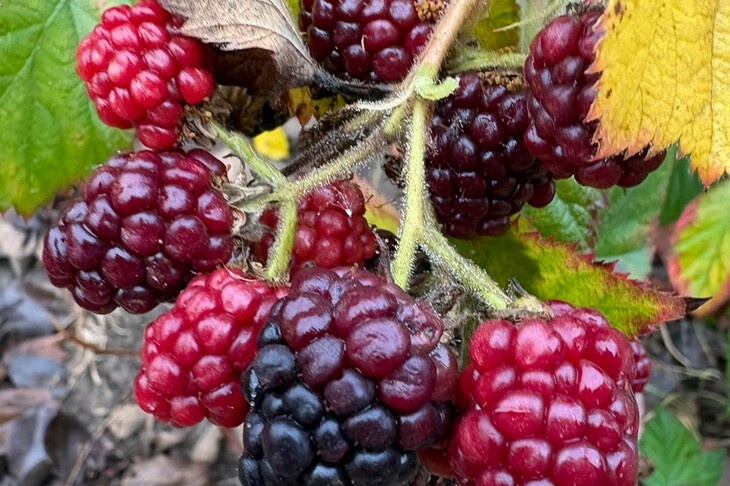 «Ноябрь сошел с ума»: в Волгограде к концу осени поспевают малина и ежевика