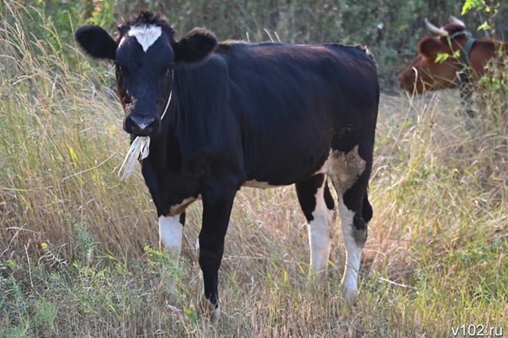 Волгоградка хотела избежать наказания и придумала историю с похищением буренки