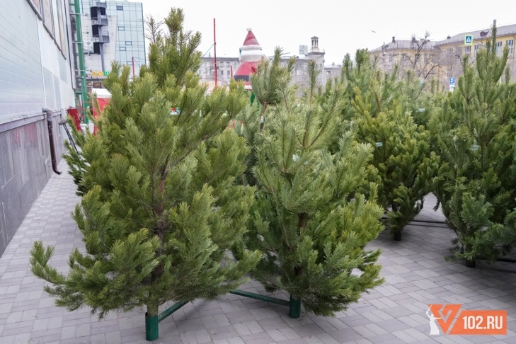 Волгоградцам назвали адреса 65 елочных базаров