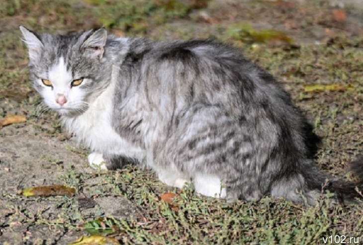 Райцентр под Волгоградом заблокировали из-за гибели домашнего любимца