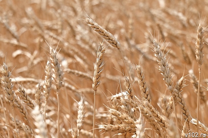 Волгоградский фермер утаил данные о безопасности 450 тонн пшеницы