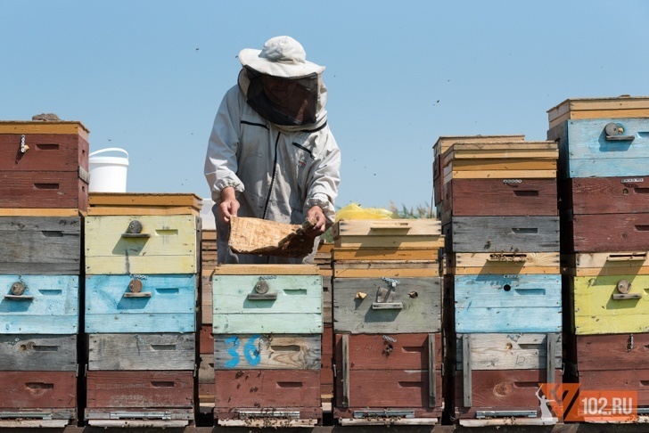 350 кг меда с пасеки под Волгоградом забраковал Россельхознадзор