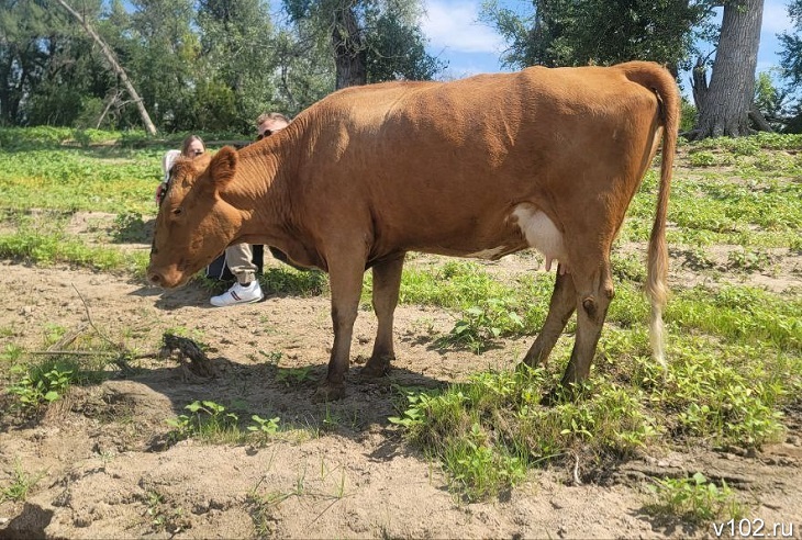 Под Волгоградом изолировали ферму из-за вспышки бруцеллеза