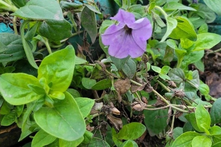 В огродах волгоградцев в декабре «заколосилась» петуния