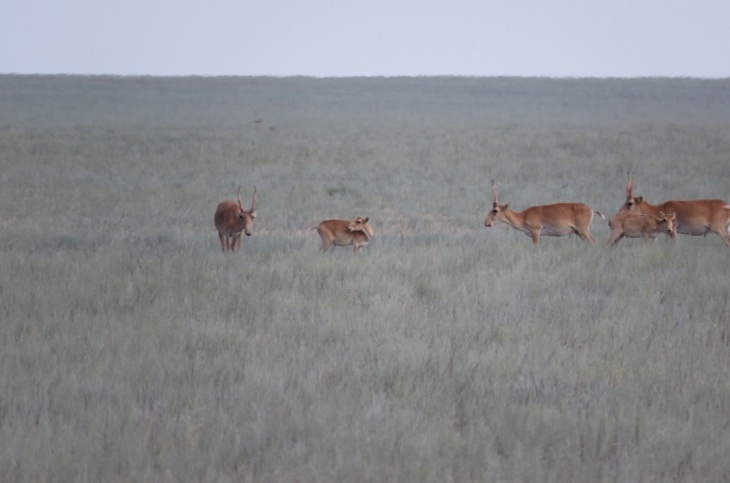 В Волгоградской области оштрафовали хранителя черепов сайгаков с рогами