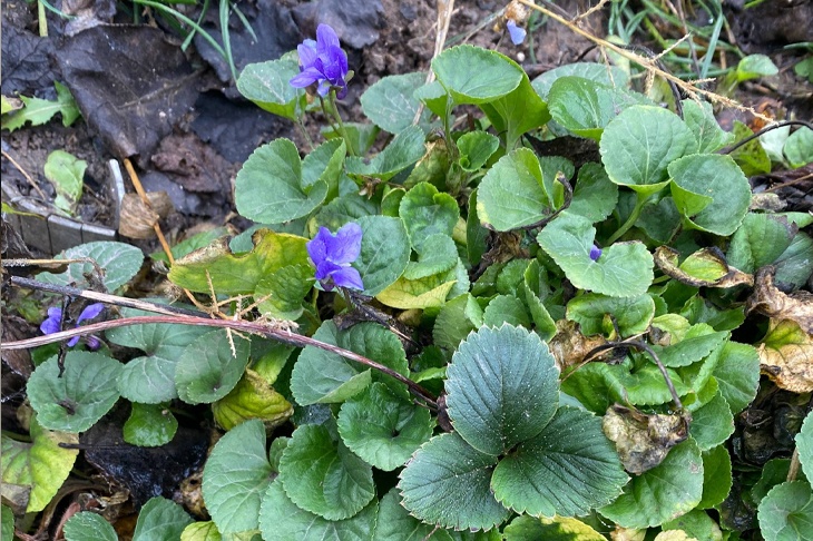 Малина, клубника и море цветов: волгоградцы продолжают делиться фотовоспоминаниями об аномально тёплой осени