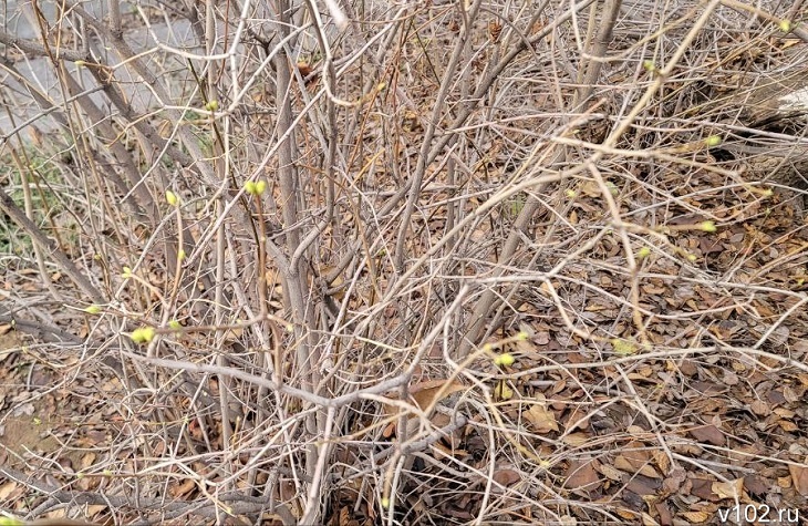 В Волгограде от аномального тепла «проклюнулись» почки сирени