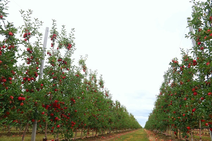 Сады Придонья: наша стратегия – бескомпромиссное качество