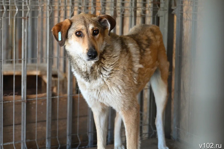 В Волжском 3 млн рублей потратят на отлов, лечение и «эвтаназию» бродячих собак