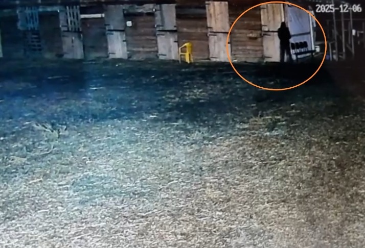 Под Волгоградом в конном клубе снова отравили пять лошадей