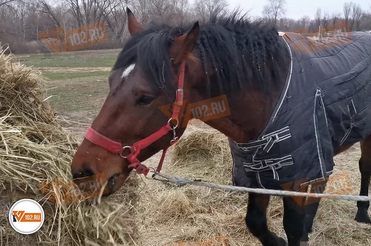 В Госдуме пообещали взять на контроль дело об отравлении лошадей под Волгоградом