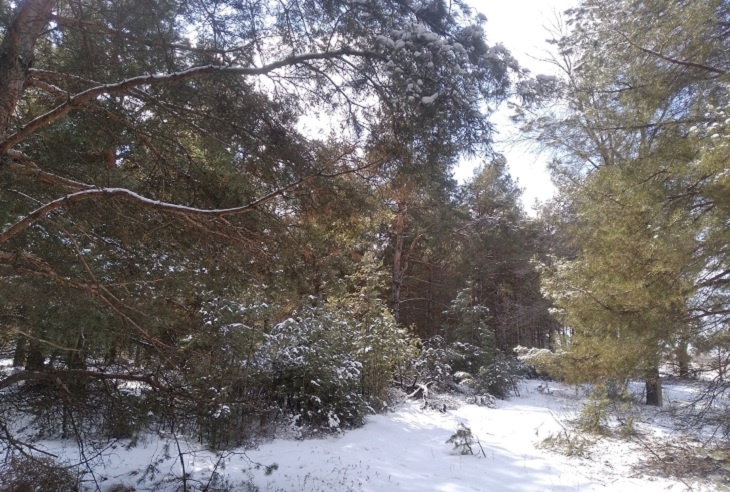 Лесные патрули в Волгоградской области усилили квадрокоптерами