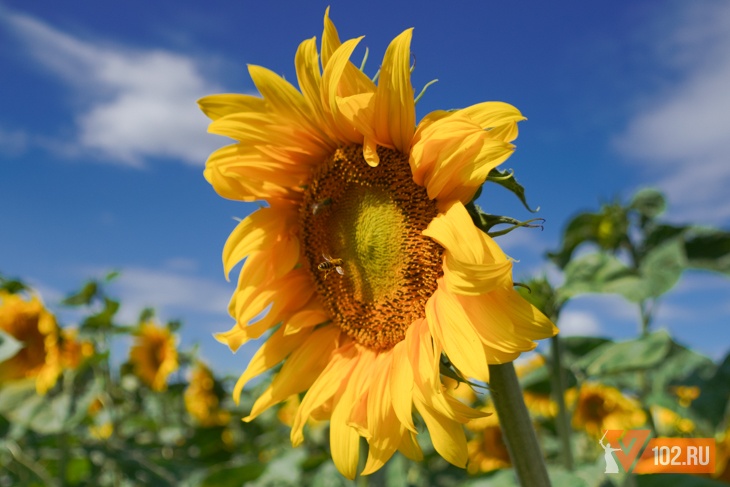 Волгоградский фермер «потерял» часть урожая при декларировании подсолнечника