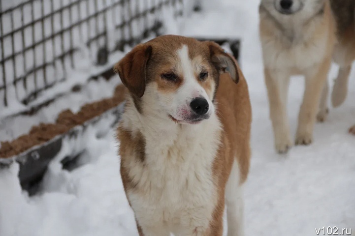 В Волжском не нашлось желающих участвовать в «эвтаназии» бродячих собак