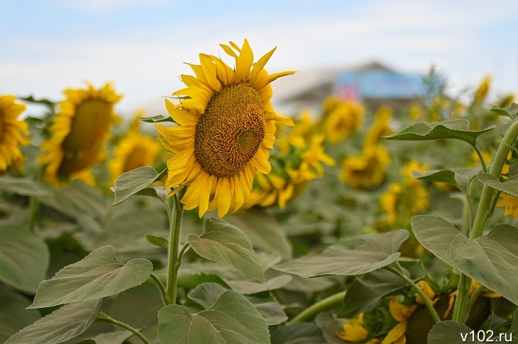 300 тонн подсолнечника забраковали в Волгоградской области