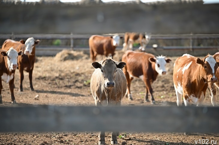 Два очага лейкоза у КРС выявили в Волгоградской области