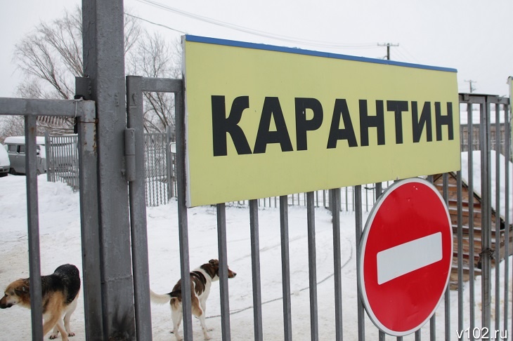 Хутор под Волгоградом взяли в кольцо из-за очага бешенства