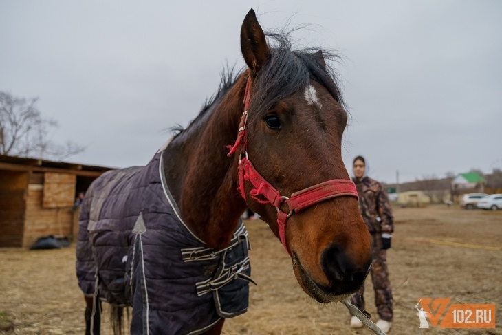 Подозреваемого в отравлении лошадей под Волгоградом выпустили под подписку