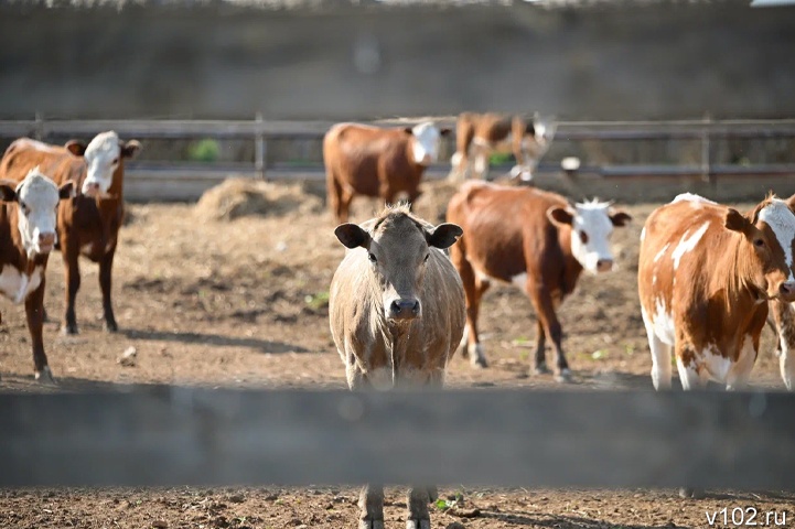 Волгоградские бурёнки за год произвели 590 тыс. тонн молока