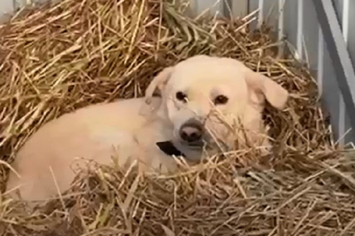 Пёс Кокос из волгоградского приюта чудом нашел нового хозяина