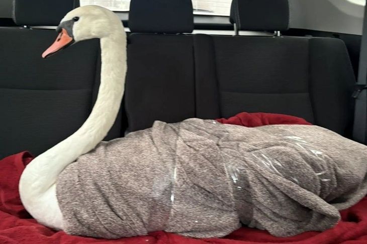 «Пытались достать целый месяц»: под Волгоградом развернули операцию по спасению лебедя