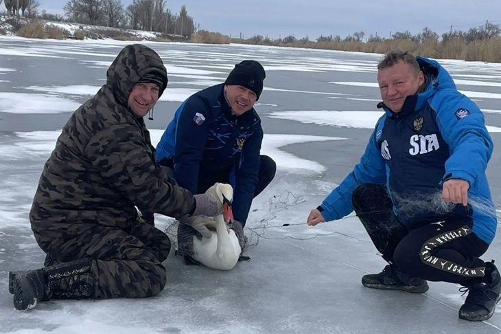 «Пытались достать целый месяц»: под Волгоградом развернули операцию по спасению лебедя