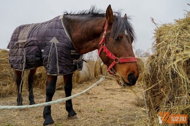 «Воспринимают нас как опасность»: в Волжском выхаживают отравленных живодером лошадей